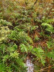 Blechnum minus. Plants growing in swampy conditions.
 Image: L.R. Perrie © Te Papa CC BY-NC 3.0 NZ